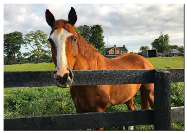 Jetson horse