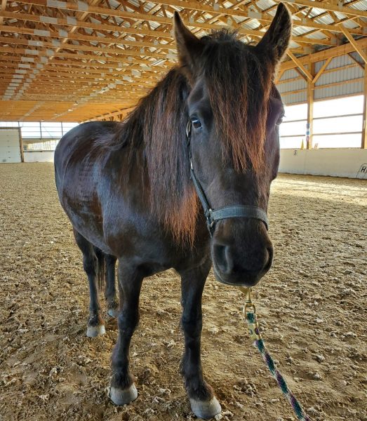 Bay Horse Molly